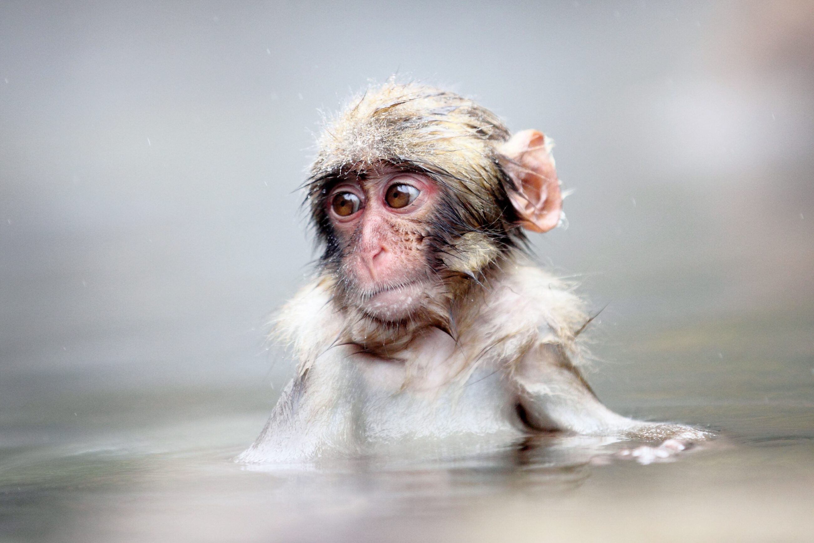 Bathing Baby Monkey in a Hot Spring